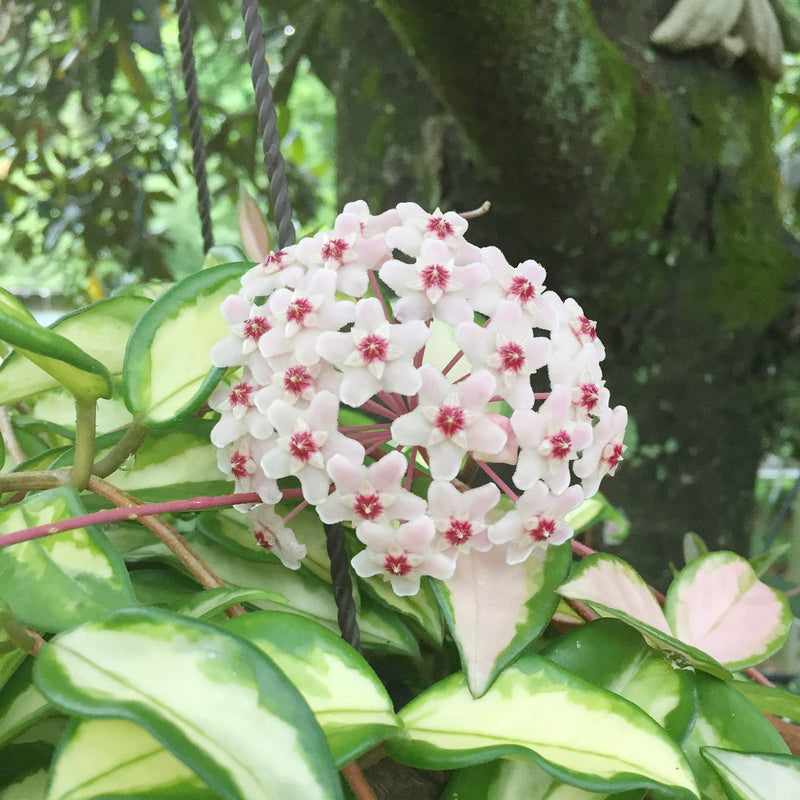 Hoya Flower seeds for Planting Low Maintenance Heirloom & GMO Free Seeds for Home Garden
Sale seeds for home garden planting