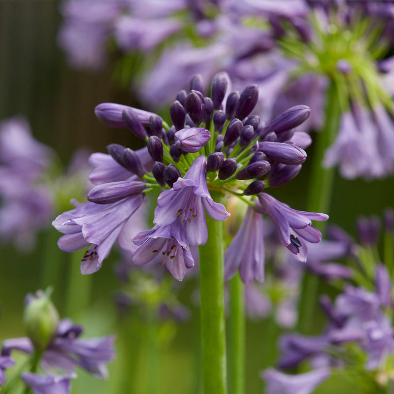Violet Agapanthus Flower seeds for Planting Hardy Variety Heirloom & GMO Free Seeds for Home Garden
Sale seeds for home garden planting