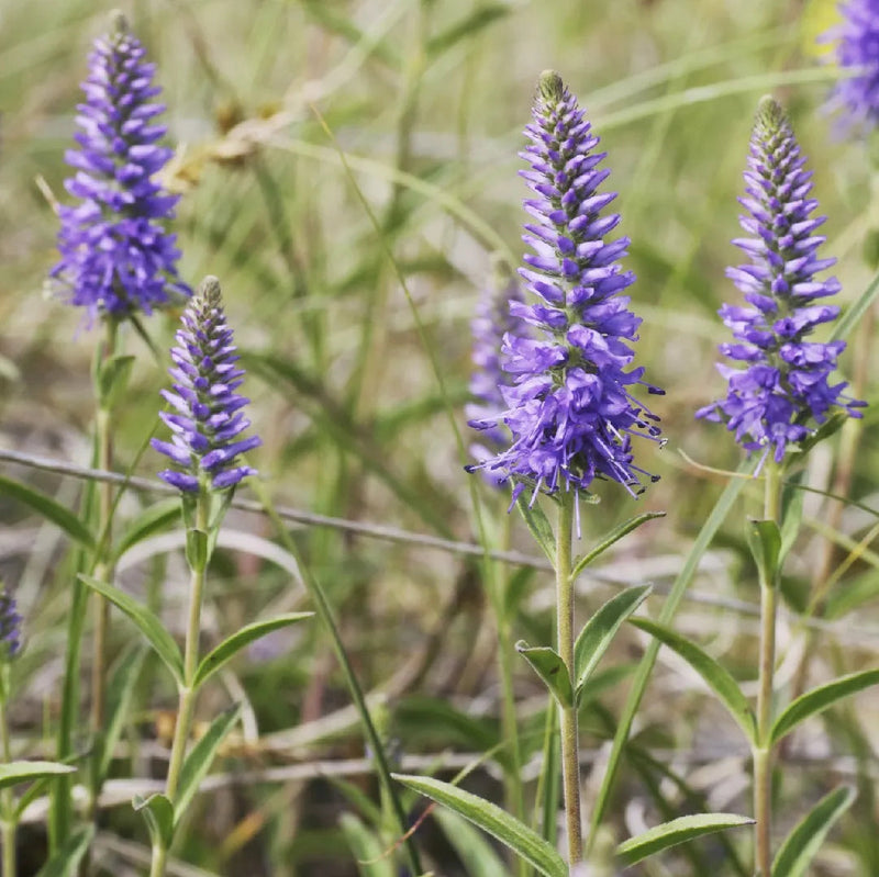 Veronica Spicata Flower seeds for Planting - Pollinator Friendly, Heirloom & GMO Free Seeds for Home Garden
Sale seeds for planting in home garden