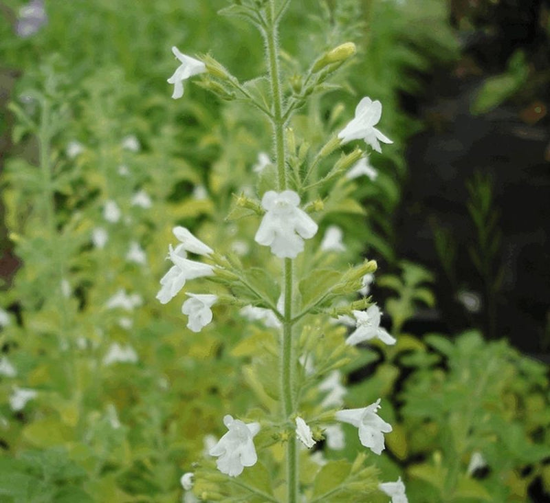 Calamintha Flower seeds for Planting Cottage Garden Essential Heirloom & GMO Free Seeds for Home Garden
Sale seeds for home garden planting