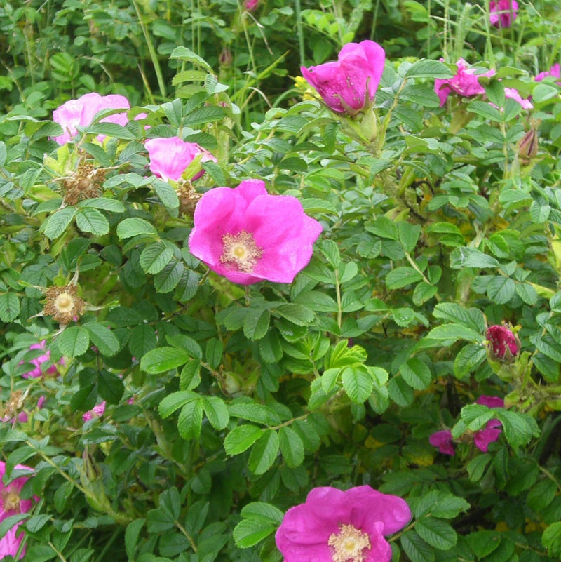 Pink Rugosa Flower seeds for Planting Garden Favorite Heirloom & GMO Free Seeds for Home Garden
Sale seeds for home garden planting