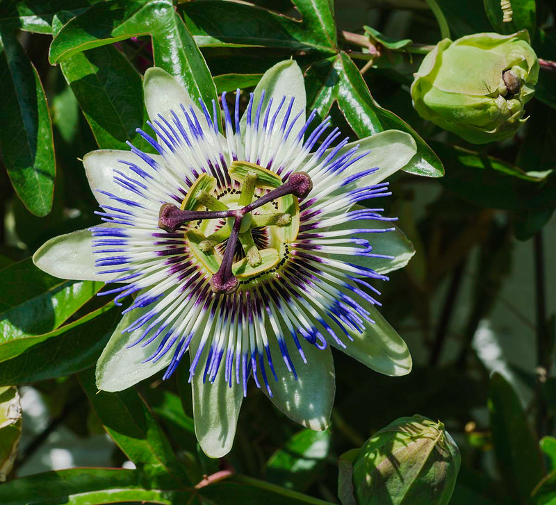 Blue Passion Flower seeds for Planting Easy to Grow Heirloom & GMO Free Seeds for Home Garden
Sale seeds for home garden planting
