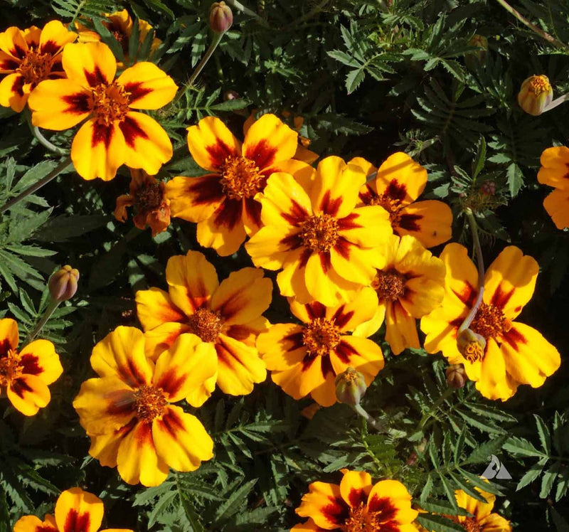 Marigold Marietta Flower seeds for Planting Vibrant Colors Heirloom & GMO Free Seeds for Home Garden
Sale seeds for home garden planting