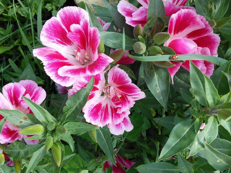 Heirloom Clarkia Flower seeds for Planting Vibrant Colors Heirloom & GMO Free Seeds for Home Garden