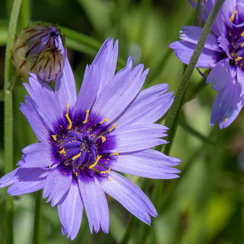 Cupid's Flower seeds for Planting Low Maintenance Heirloom & GMO Free Seeds for Home Garden
Sale seeds for home garden planting