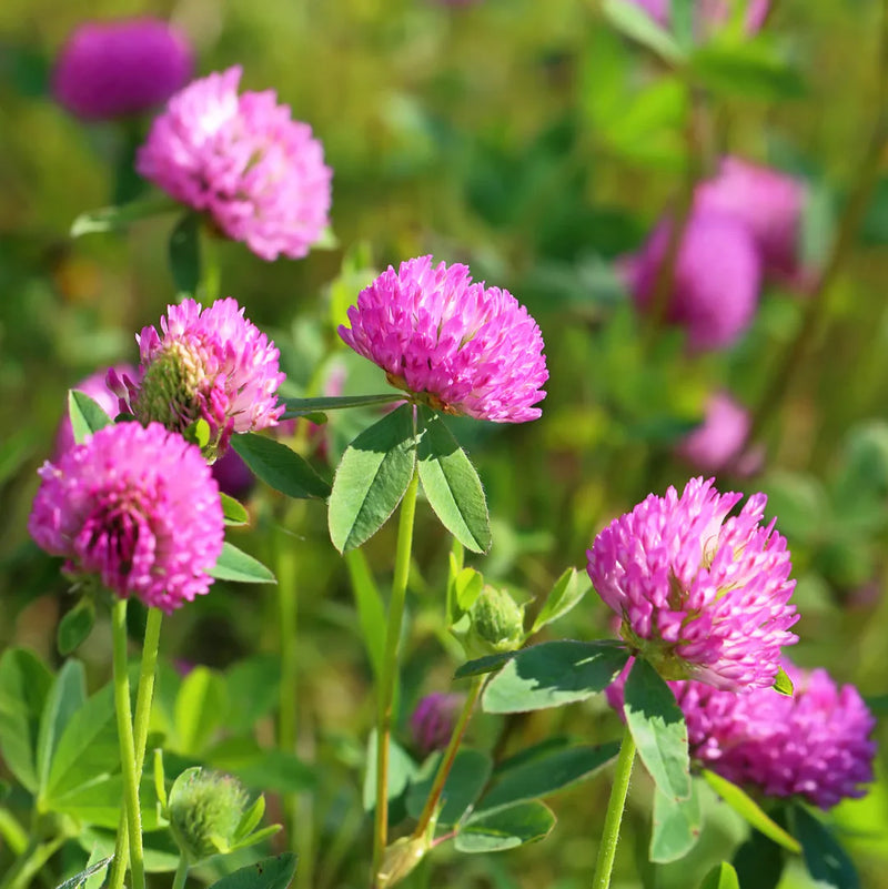 Meadow Clover Flower seeds for Planting Sun Loving Heirloom & GMO Free Seeds for Home Garden