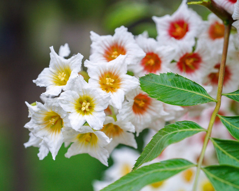 Xanthoceras Sorbifolium Flower seeds for Planting Cut Flower Favorite Heirloom & GMO Free Seeds for Home Garden