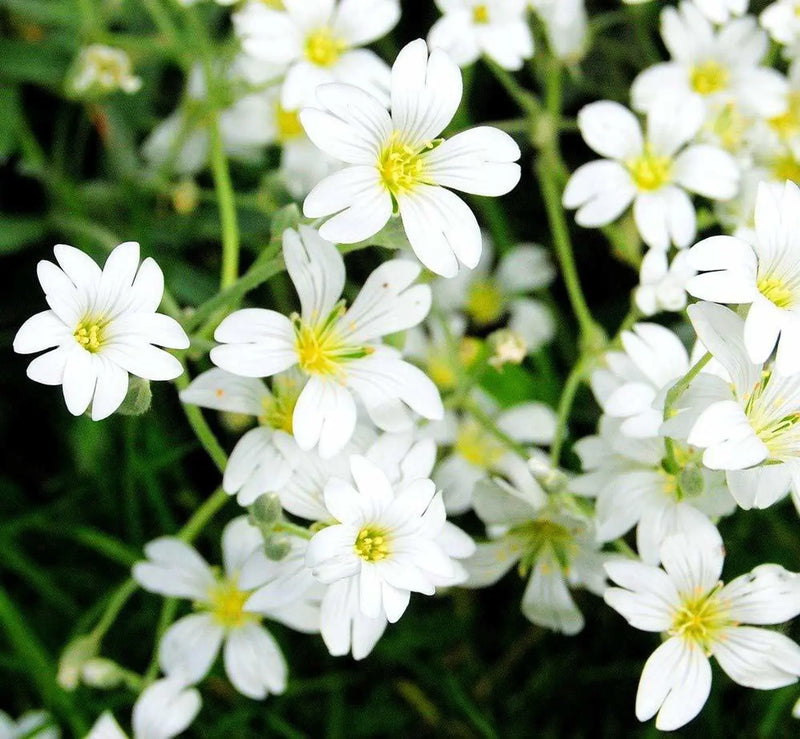 White Burren Flower seeds for Planting - Garden Favorite, Heirloom & GMO Free Seeds for Home Garden