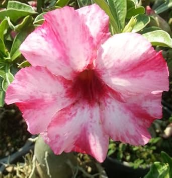 Pink White Adenium Flower seeds for Planting - Sun Loving, Heirloom & GMO Free Seeds for Home Garden
Sale for planting in home garden.