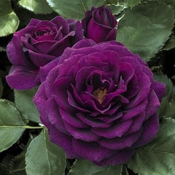 Purple Dragon Rose Flower seeds for Planting - Premium Quality, Heirloom & GMO Free Seeds for Home Garden
Sale seeds for planting in home garden