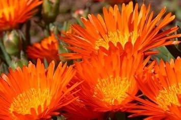 Orange Ice Plant Flower seeds for Planting - Compact Growth, Heirloom & GMO Free Seeds for Home Garden
Sale for planting in home garden