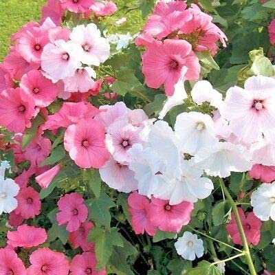 Mixed Rose Mallow Flower seeds for Planting - Colorful Display, Heirloom & GMO Free Seeds for Home Garden