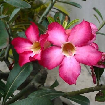Adenium Obesum Flower seeds for Planting - Colorful Display, Heirloom & GMO Free Seeds for Home Garden
Sale for planting in home garden