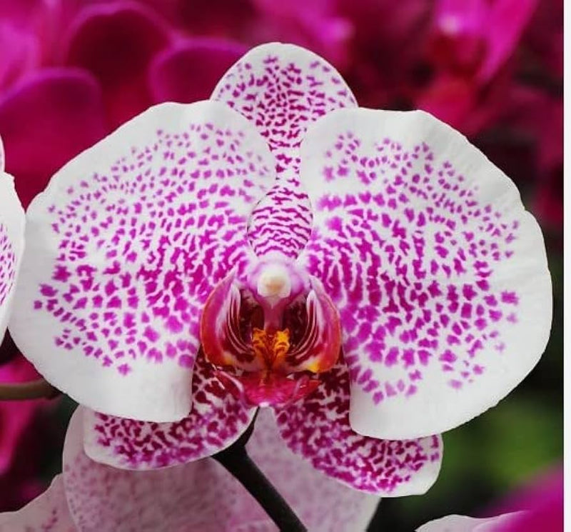 Pink White Phalaenopsis Orchid Flower seeds for Planting - Cottage Garden Essential, Heirloom & GMO Free Seeds for Home Garden
Sale seeds for planting in home garden