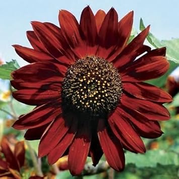 Marron Sunflower Flower seeds for Planting Vibrant Colors Heirloom & GMO Free Seeds for Home Garden
Sale seeds for home garden planting