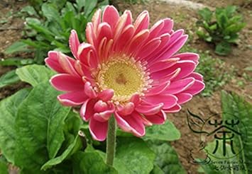 Pink Jamesonii Flower seeds for Planting - Sun Loving, Heirloom & GMO Free Seeds for Home Garden
Sale seeds for planting in home garden