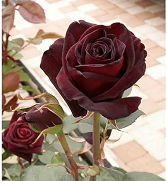 Red Baccara Flower seeds for Planting - Seasonal Bloomer, Heirloom & GMO Free Seeds for Home Garden
Sale seeds for home garden
