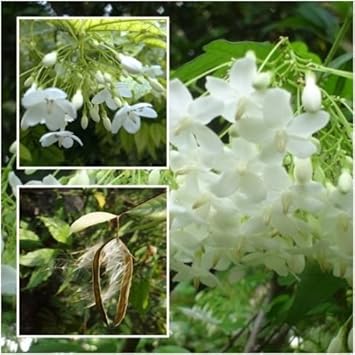 White Mok Flower seeds for Planting - Hardy Variety, Heirloom & GMO Free Seeds for Home Garden
Sale seeds for home garden