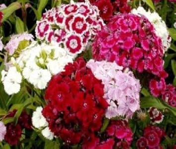 Mixed Williams Flower seeds for Planting - Vibrant Colors, Heirloom & GMO Free Seeds for Home Garden
Sale for planting in home garden