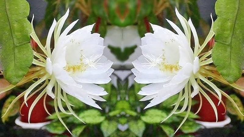 White Epiphyllum Flower Seeds – Fragrant Blooms Heirloom & NonGMO Seeds for Home Garden
Sale