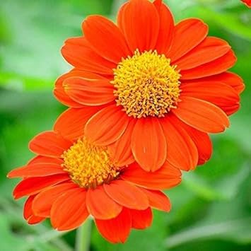 Mexican Flower seeds for Planting Seasonal Bloomer Heirloom & GMO Free Seeds for Home Garden
Sale for planting in home garden