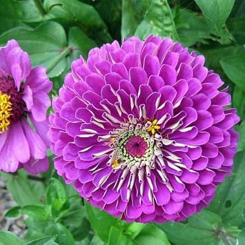 Purple Zinnia Flower seeds for Planting Hardy Variety Heirloom & GMO Free Seeds for Home Garden
Sale seeds for home garden planting