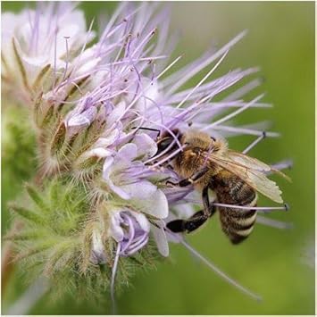 Purple Phacelia Tanacetifolia Flower seeds for Planting - Wildflower Mix, Heirloom & GMO Free Seeds for Home Garden
Sale for planting in home garden