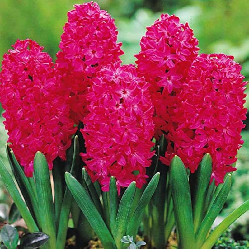 Red Hyacinth Flower seeds for Planting - Sun Loving, Heirloom & GMO Free Seeds for Home Garden
Sale for planting in home garden.
