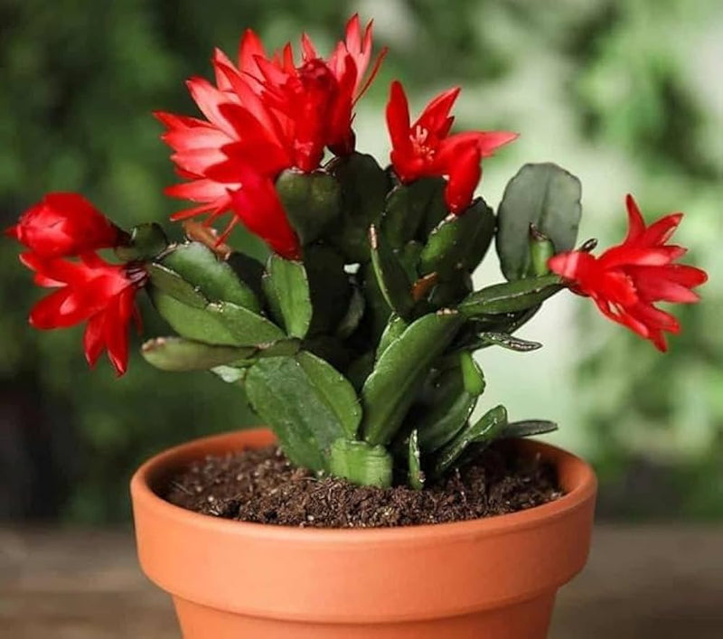 Red Zygocactus Truncatus Flower seeds for Planting - Cottage Garden Essential, Heirloom & GMO Free Seeds for Home Garden