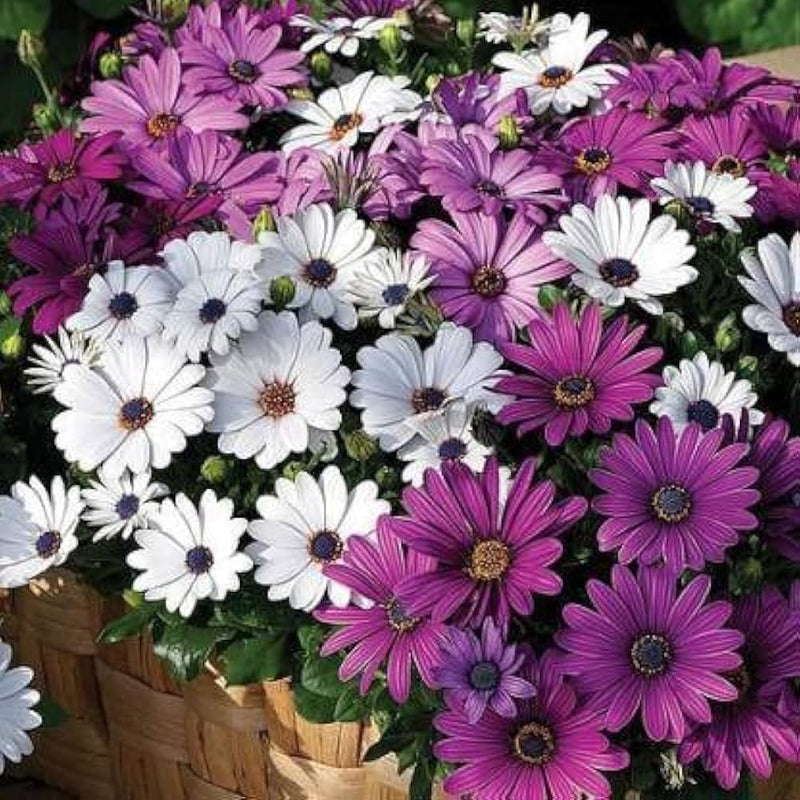 Osteospermum Flower seeds for Planting - Vibrant Colors, Heirloom & GMO Free Seeds for Home Garden
Sale for planting in home garden.