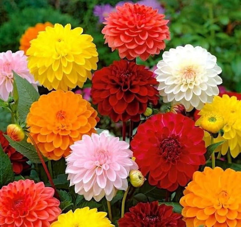 Mix Dahlia Fantasy Flower seeds for Planting - Drought Tolerant, Heirloom & GMO Free Seeds for Home Garden
Sale seeds for planting in home garden