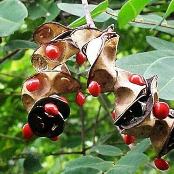 Coral Bean Flower Seeds, Heirloom Non-GMO Blooms with Vibrant Colors for Home Garden Planting
Sale seeds for home garden