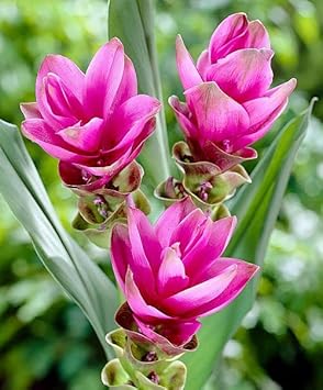 Curcuma Flower seeds for Planting - Perfect for Borders, Heirloom & GMO Free Seeds for Home Garden
Sale seeds for home garden