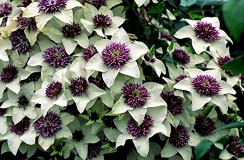 Clematis Flower seeds for Planting - Long Bloom Season, Heirloom & GMO Free Seeds for Home Garden
Sale for planting in home garden.