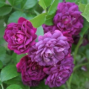 Light Purple Climbing Rose Flower seeds for Planting - Premium Quality, Heirloom & GMO Free Seeds for Home Garden
Sale for planting in home garden