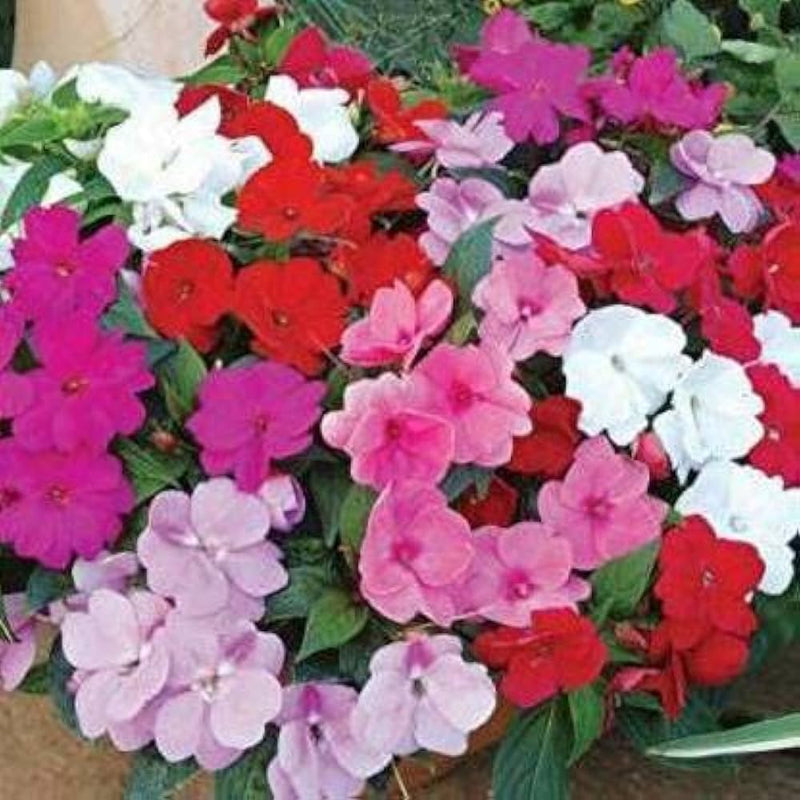 Pink Lizzie Flower seeds for Planting - Hardy Variety, Heirloom & GMO Free Seeds for Home Garden
Sale seeds for planting in home garden