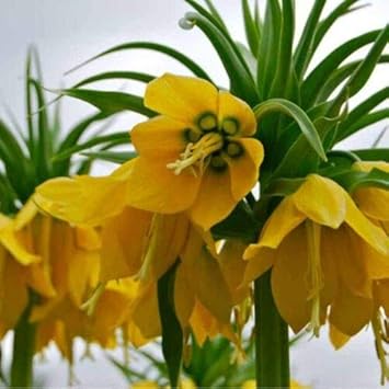 Yellow Imperial Wang Fritillaria Flower Seeds for Planting Cut Flower Favorite Heirloom & GMO Free Seeds for Home Garden
Sale