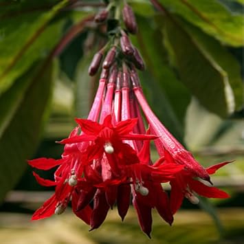 Bolivian Fuchsia Flower seeds for Planting - Hardy Variety, Heirloom & GMO Free Seeds for Home Garden
Sale seeds for planting in home garden