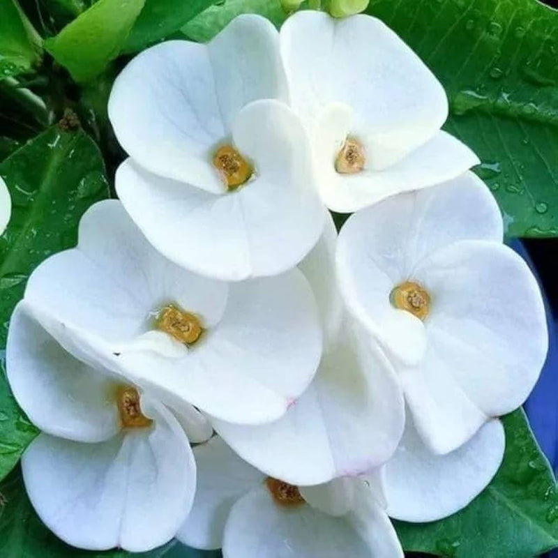 White Euphorbia Milii Flower seeds for Planting - Vibrant Colors, Heirloom & GMO Free Seeds for Home Garden
Sale seeds for planting in home garden