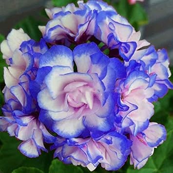 Blue White Pelargonium Flower seeds for Planting - Pollinator Friendly, Heirloom & GMO Free Seeds for Home Garden
Sale seeds for home garden