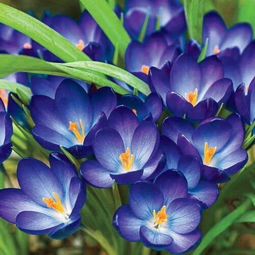 Blue Crocus Flower Seeds – Pollinator Friendly Heirloom & NonGMO Seeds for Home Garden
Sale