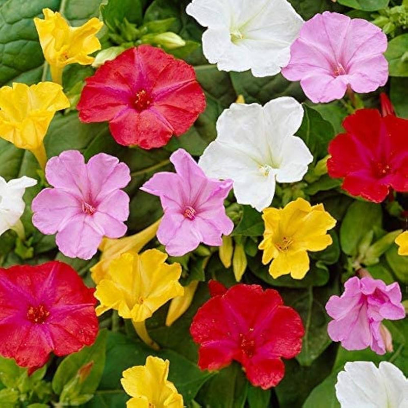 Mixed Mirabilis Jalapa Flower seeds for Planting - Bright Blooms, Heirloom & GMO Free Seeds for Home Garden
Sale for planting in home garden.
