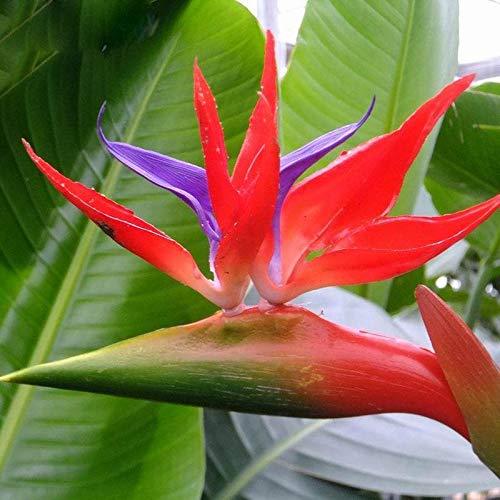 Strelitzia Reginae Flower seeds for Planting - Easy to Grow, Heirloom & GMO Free Seeds for Home Garden
Sale for planting in home garden.