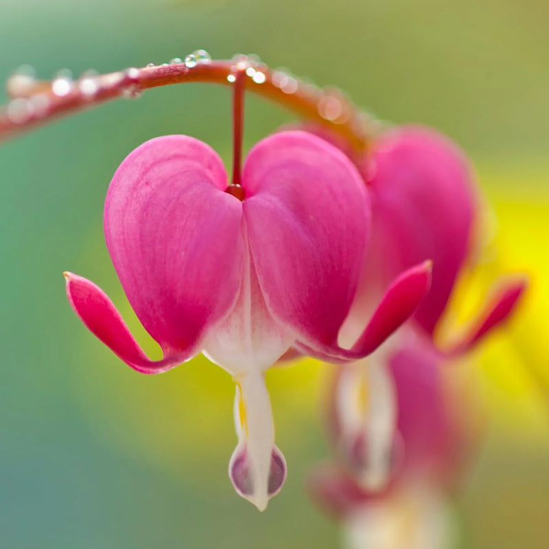 Heirloom Heart Flower seeds for Planting Cut Flower Favorite Heirloom & GMO Free Seeds for Home Garden