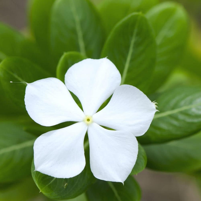 Periwinkle Flower seeds for Planting - Hardy Variety, Heirloom & GMO Free Seeds for Home Garden
Sale for planting in home garden