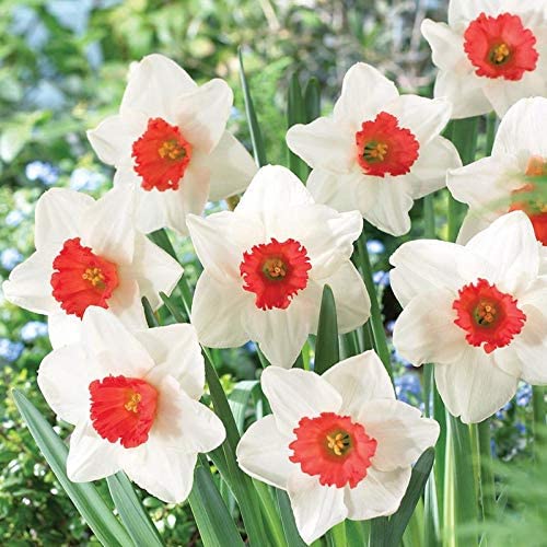 Burgundy White Daffodil Flower seeds for Planting Easy to Grow Heirloom & GMO Free Seeds for Home Garden
Sale for planting in home garden