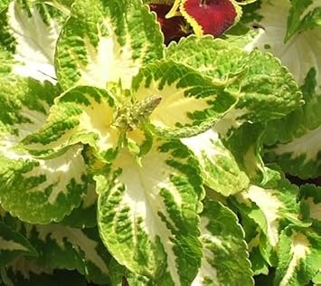 White Green Coleus Flower seeds for Planting GMO Free Heirloom & GMO Free Seeds For Home Garden
Sale for planting in home garden