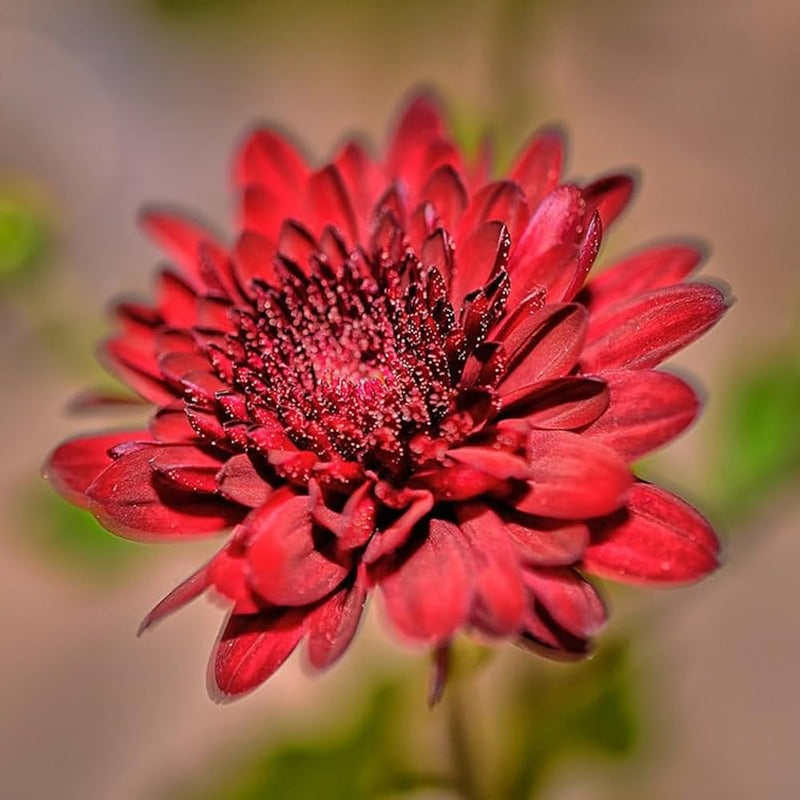Red Chrysanthemum Flower seeds for Planting - Cut Flower Favorite, Heirloom & GMO Free Seeds for Home Garden
Sale seeds for planting in home garden