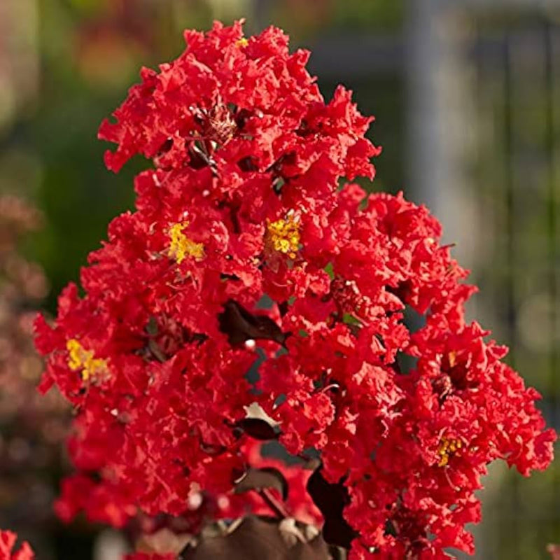 Red Crape Tree Flower seeds for Planting - Long Bloom Season, Heirloom & GMO Free Seeds for Home Garden
Sale seeds for planting in home garden