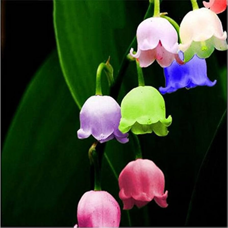 Mixed Bell Orchid Flower seeds for Planting - Low Maintenance, Heirloom & GMO Free Seeds for Home Garden
Sale seeds for planting in home garden